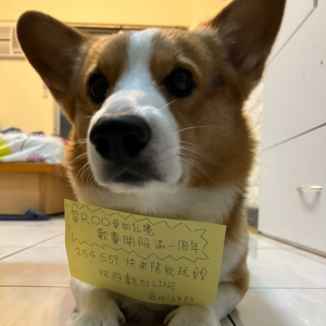 154559-柯基犬鐵蛋.jfif.png